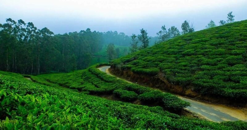Why Ooty is the best tour place