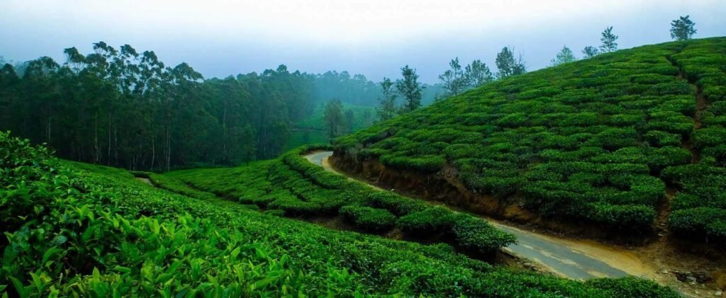 why ooty is the best tour place
